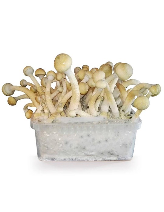 Kit Coltivazione Psilocybe ALBINA1200 ml - Potenza e... Kit Coltivazione Psilocybe ALBINA1200 ml - Potenza e...