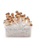 Kit Coltivazione Funghi Psilocybe B+ 1200ml Facile