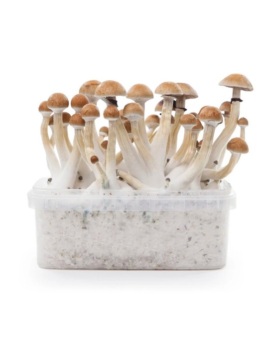 Psilocybe THAI 1200ml Cultivation Kit - Grow Magic Mushrooms Psilocybe THAI 1200ml Cultivation Kit - Grow Magic Mushrooms