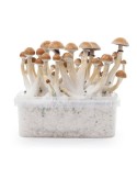 Kit de Cultivo Psilocybe THAI 1200ml - 6 Colheitas