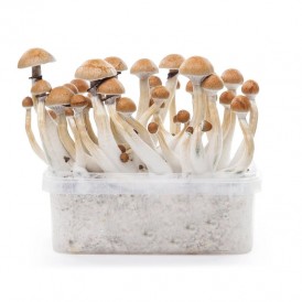 Kit de cultivo psilocybe...