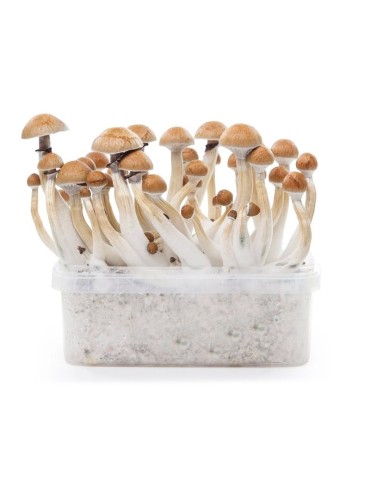 Kit Coltivazione Funghi Psilocybe 1200ml Facile e Duraturo