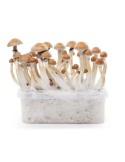 Kit Cultivo Psilocybe Alakabenzi 1200ml Fácil y Educativo