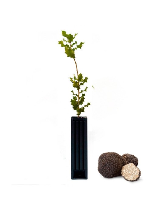 Coscoja Quercus coccifera, Planta Produtora de Trufas de... Coscoja Quercus coccifera, Planta Produtora de Trufas de...