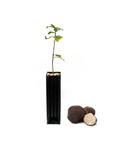 Chêne Quercus pubescens pour Truffes d'été