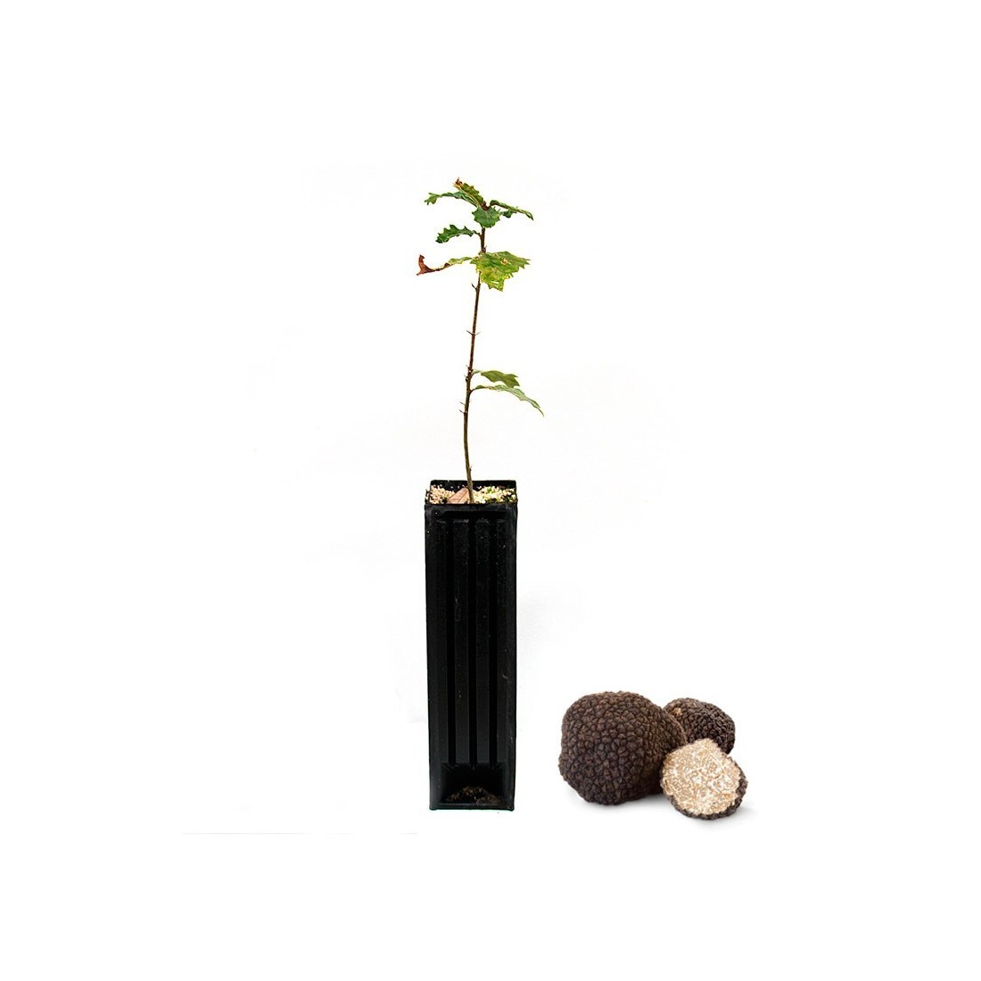 Eiche Quercus pubescens – Dein Weg zur Sommertrüffelkultur Eiche Quercus pubescens – Dein Weg zur Sommertrüffelkultur