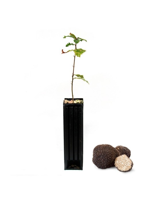 Robore Quercus pubescens - Cultive Trufas de Verão Robore Quercus pubescens - Cultive Trufas de Verão