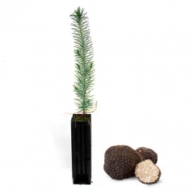 Stone pine, Pinus pinea,...