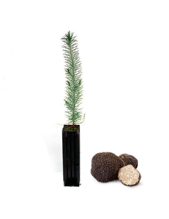 Pine Nut Tree - Grow Summer Truffles at Home Pine Nut Tree - Grow Summer Truffles at Home