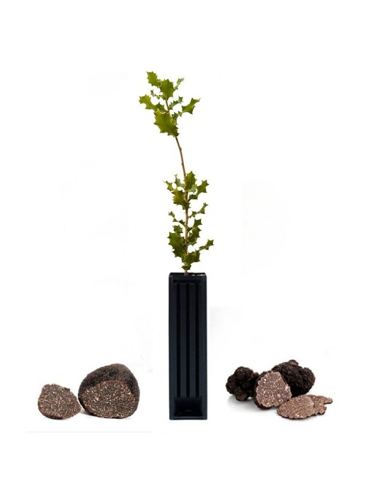 Quercus coccifera produtora de trufas negras Quercus coccifera produtora de trufas negras