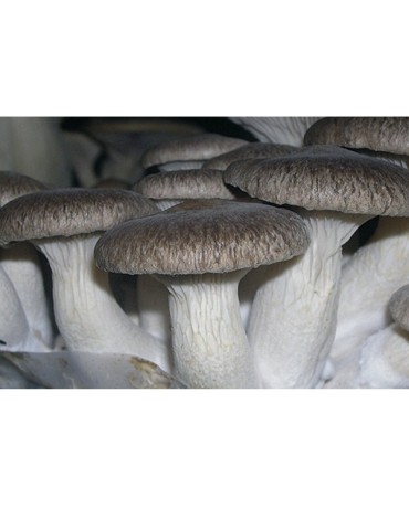 Mico Kit oyster mushroom 2
