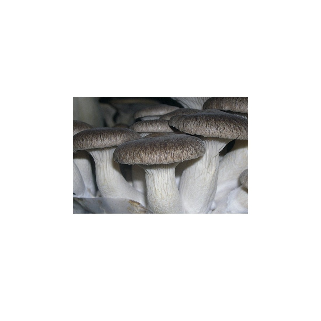 Mico Kit oyster mushroom