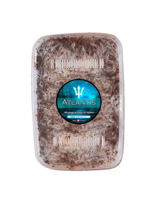 Kit de culture truffes Atlantis - Cultivez vos propres...