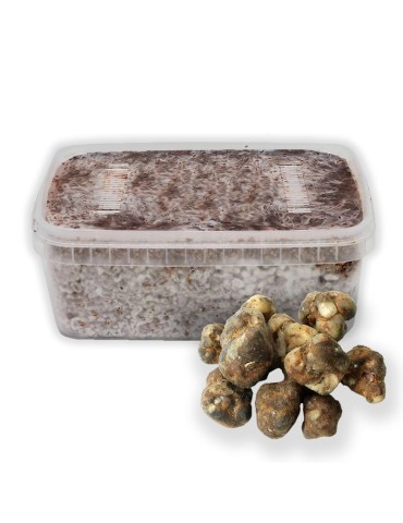 Grow Kit trufas Atlantis 2