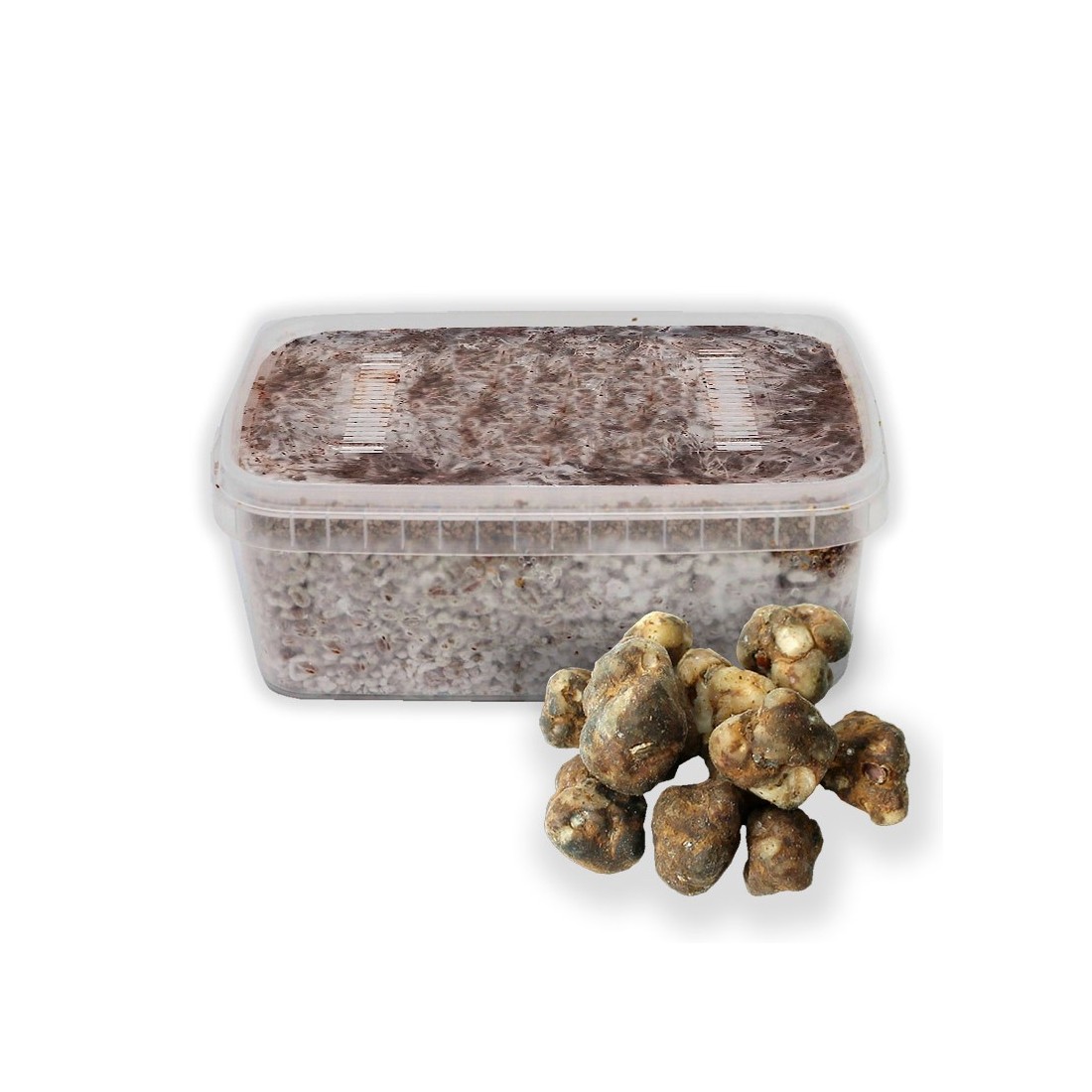 Grow Your Own Black Truffles | Atlantis Truffle Grow Kit