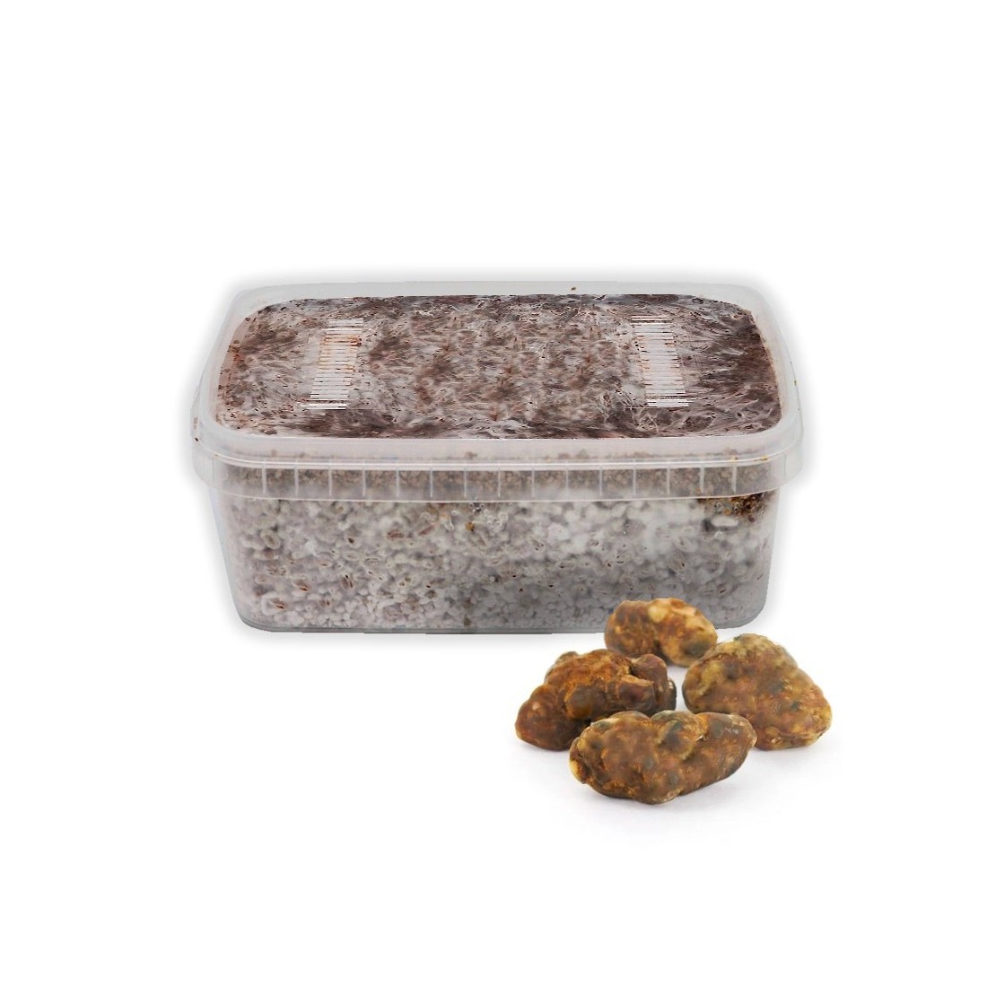Grow Kit Trufas Galindoi - Cultiva Trufas Negras Périgord