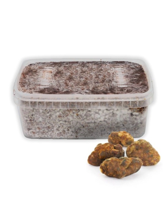 Grow Kit Trufas Galindoi - Cultiva Trufas Negras Périgord