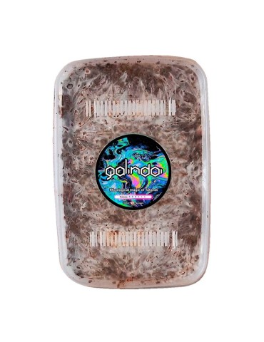 Cultive Trufas em Casa | Grow Kit Galindoi