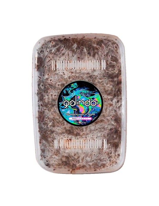 Grow Kit Trufas Galindoi - Cultiva Trufas Negras Périgord