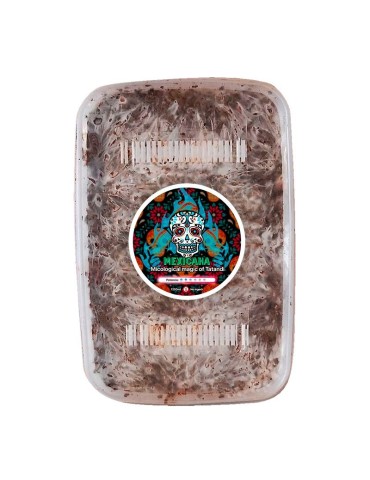 Coltiva Tartufi Messicani - Grow Kit Autentico