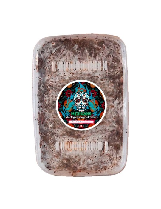 Coltiva Tartufi Messicani - Grow Kit Autentico