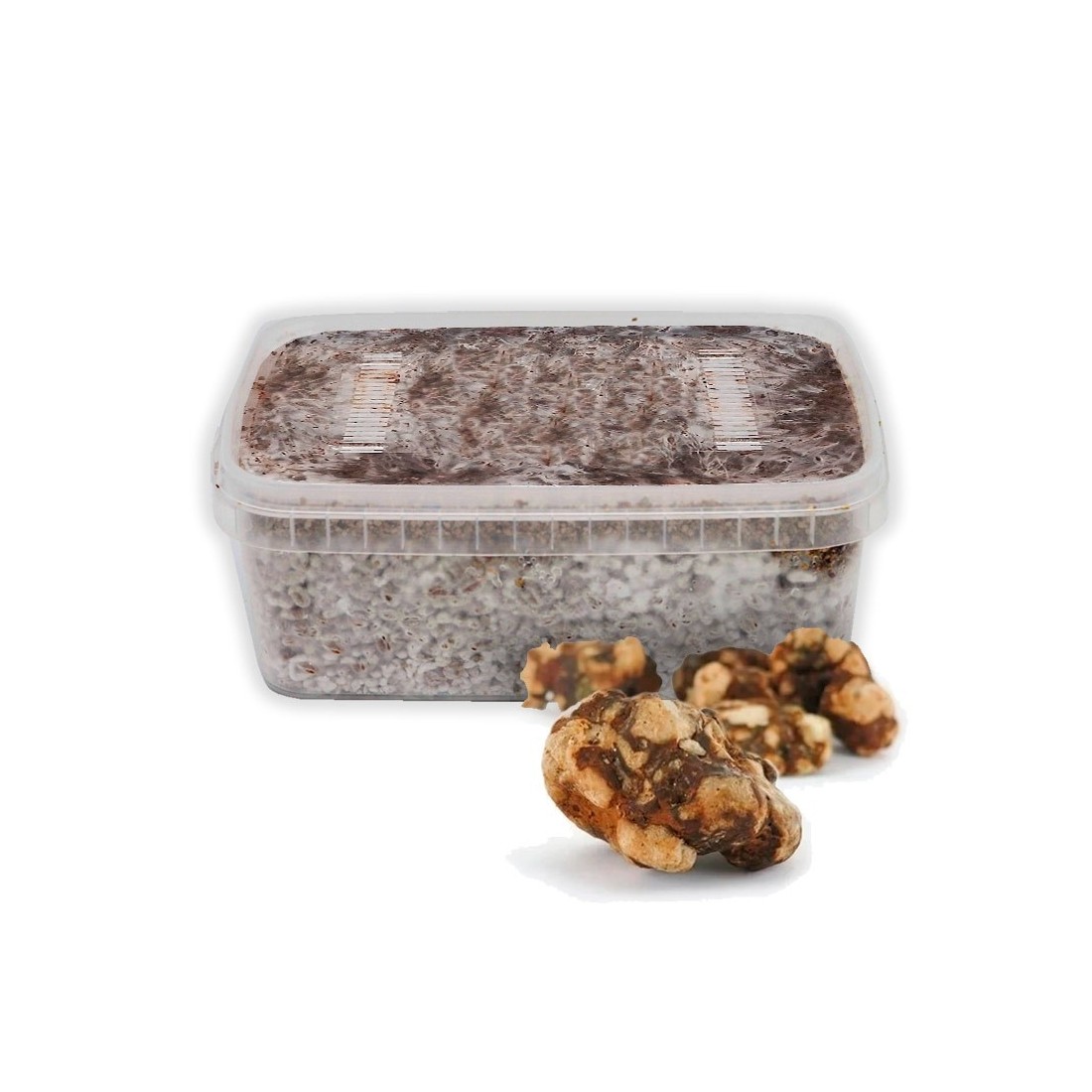 Coltiva Tartufi Messicani - Grow Kit Autentico