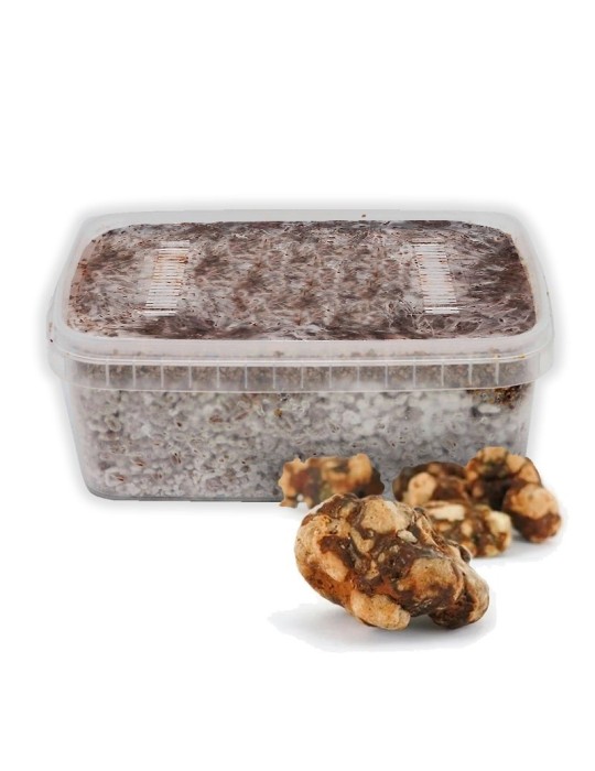 Kit de Culture Truffes Mexicaines - Expérience Culinaire...