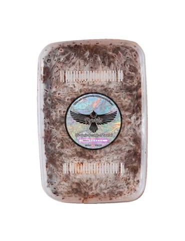 Coltiva Tartufi Pajaritos - Grow Kit Gourmet