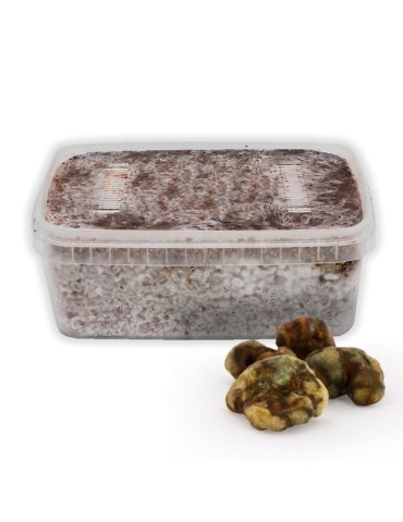 Cultiva Trufas Pajaritos | Grow Kit Gourmet 2