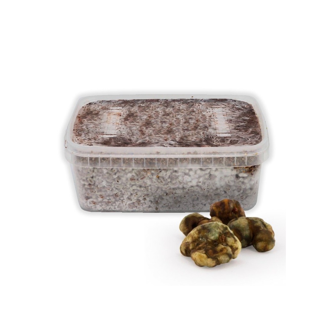 Trüffel Pajaritos Grow Kit – Dein eigenes Gourmet-Paradies