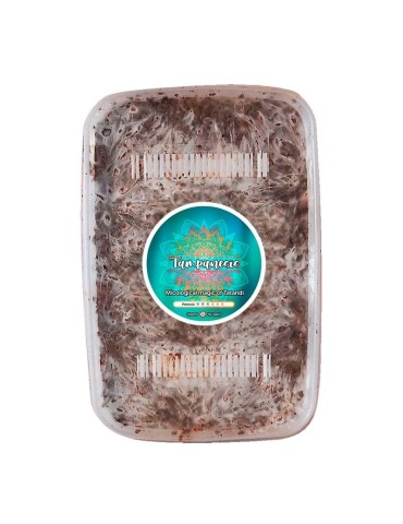 Kit Coltivazione Tartufo Tampanensis - Grow Kit Gourmet