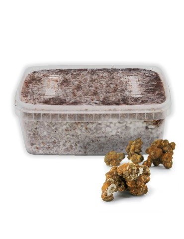 Grow Tampanensis Truffles at Home - Gourmet Paradise Kit 2