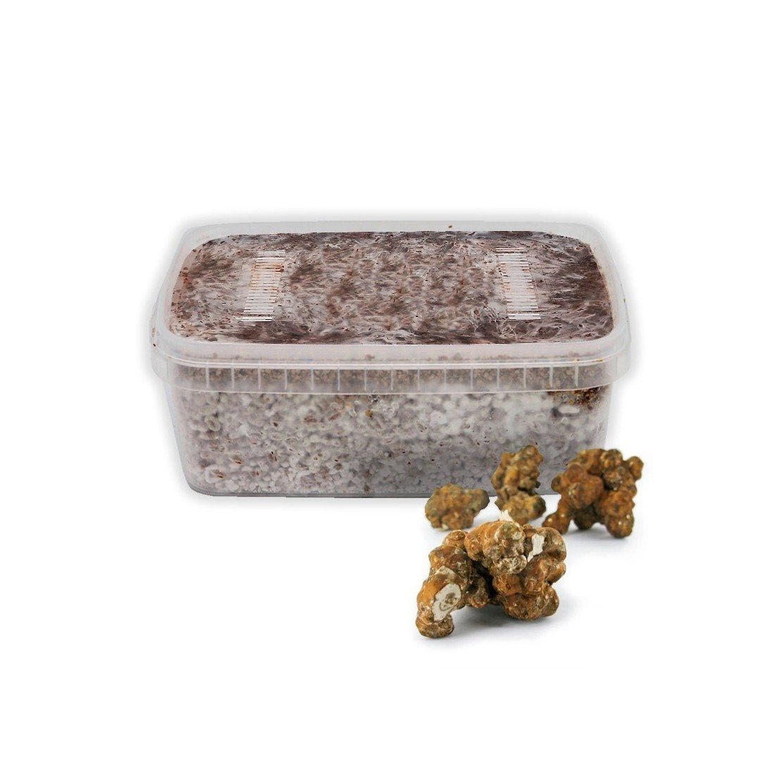Grow Tampanensis Truffles at Home - Gourmet Paradise Kit