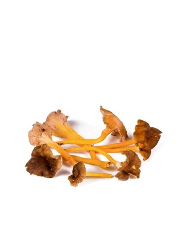 Trombeta Amarela Fresca - Qualidade e Design