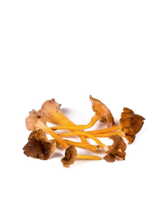 Trompeta Amarilla Fresca - Calidad y Diseño Trompeta Amarilla Fresca - Calidad y Diseño