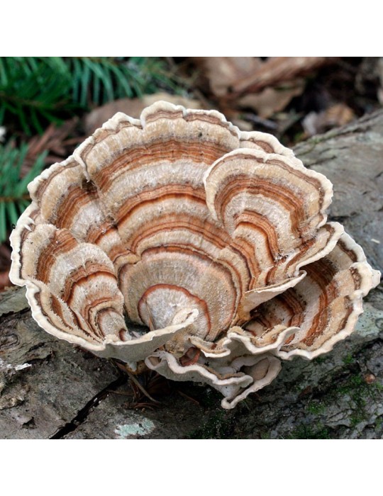 Bio Coriolus versicolor 1kg Pulver - Immunstärkung &...