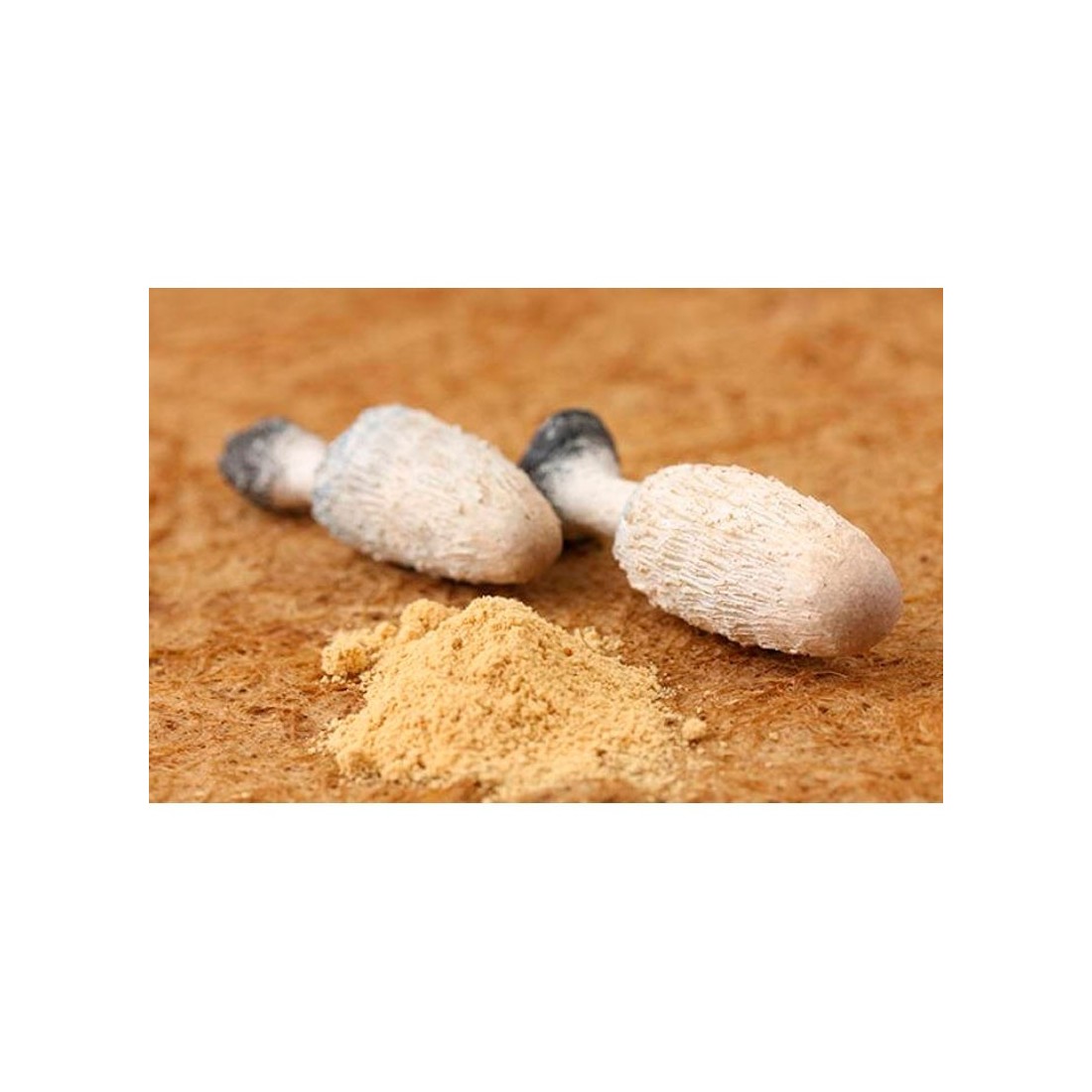 Fungo dell'Inchiostro Biologico 1kg - Coprinus Comatus...