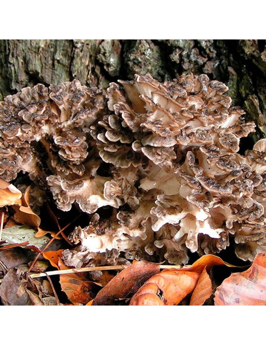 Maitake en poudre BIO 1Kg - Grifola Frondosa