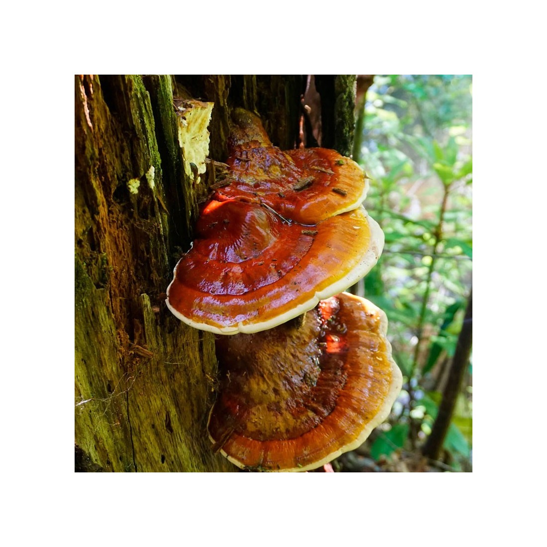 Reishi in Polvere BIO 1Kg - Integratore Naturale Biologico