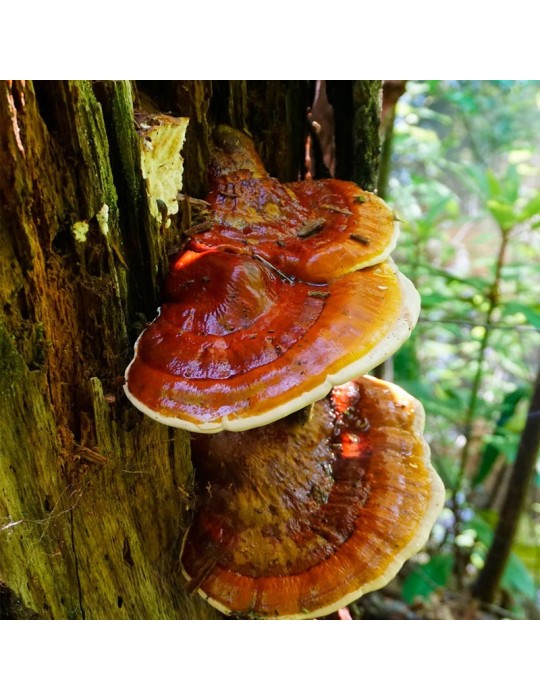 Organic BIO Reishi Powder 1Kg - Natural Supplement