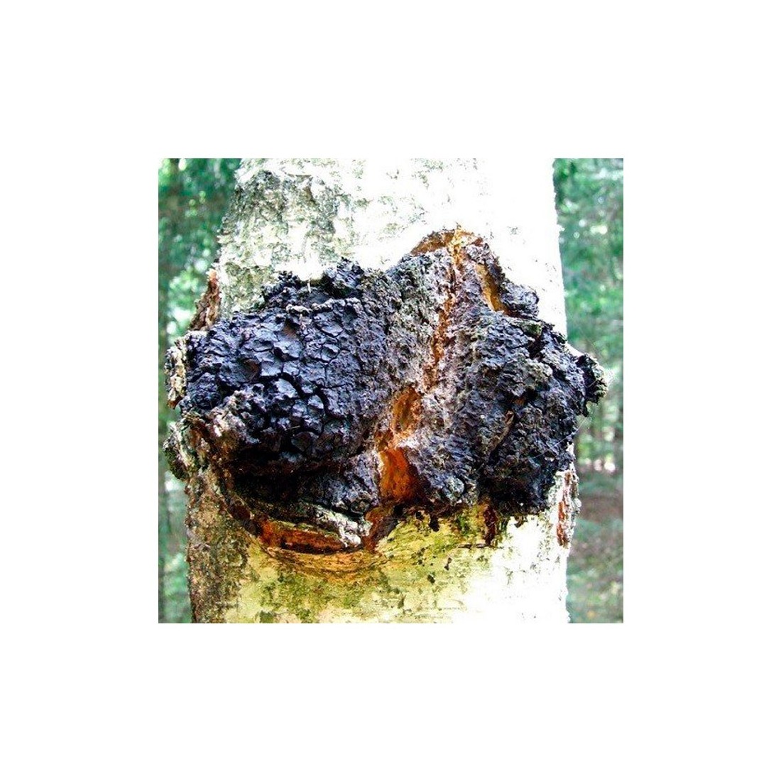 Polvere Chaga Biologica 1Kg - Superfood Antiossidante