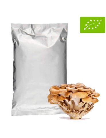 Maitake in Polvere BIO 1Kg - Grifola Frondosa
