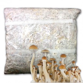 Micelio Psylocibes 2,4 kg