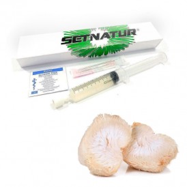 Mycelium syringe Lion's...