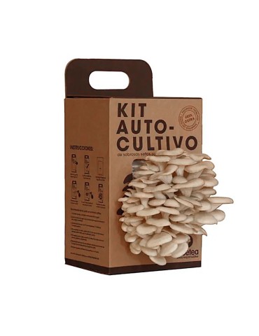 Kit de Culture Pleurotes RESETEA - Facile et Nutritif