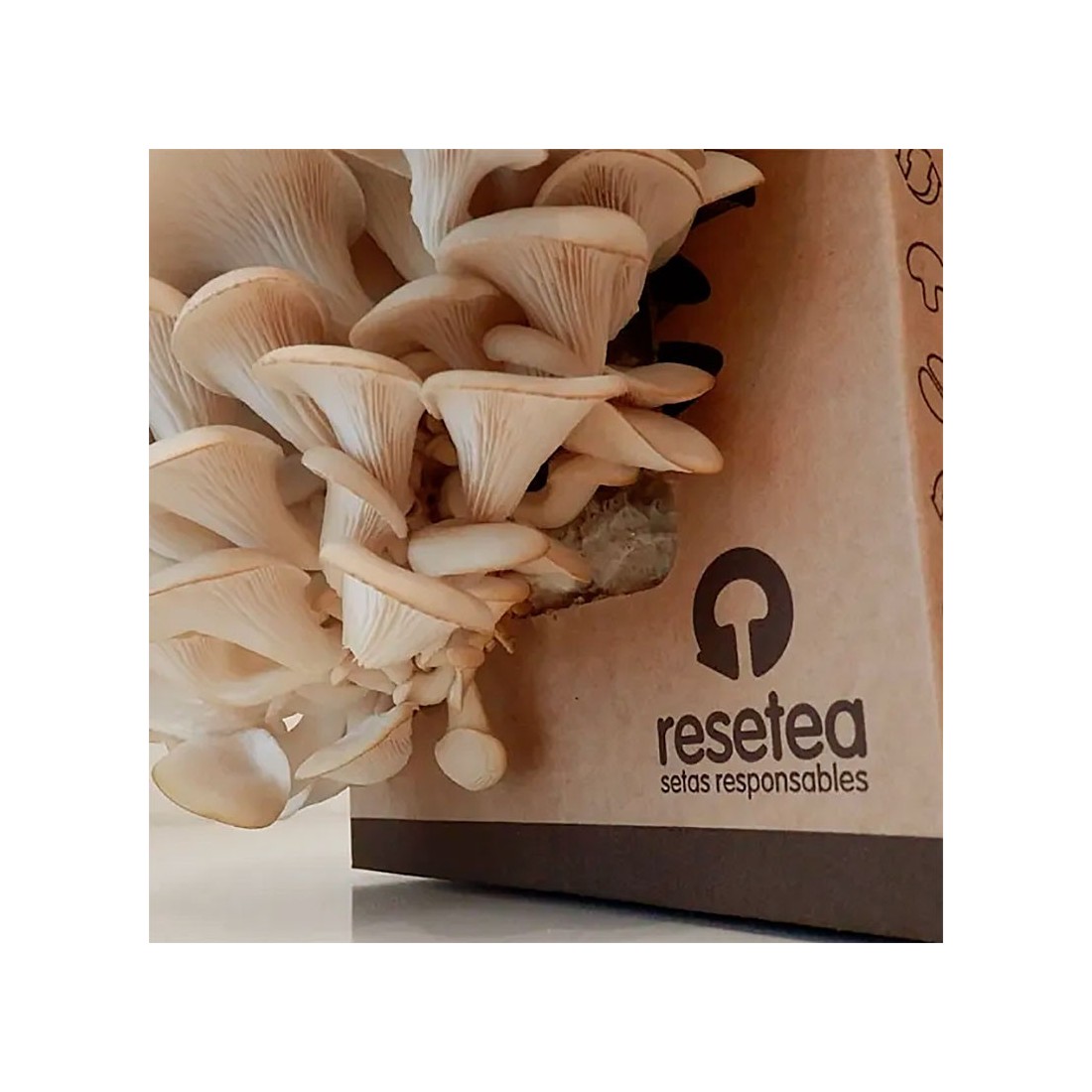 Kit de Cultivo Setas de Ostra RESETEA - Fácil y Nutritivo