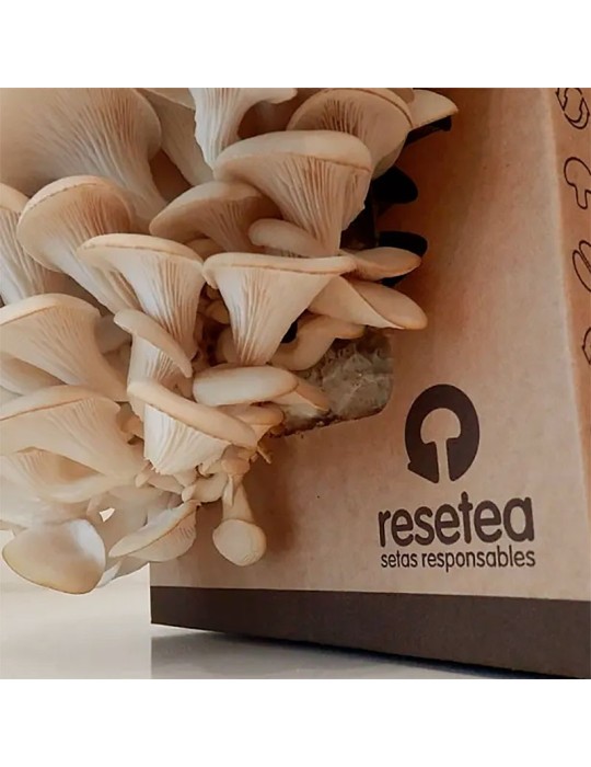 Oyster Mushroom Growing Kit RESETEA - Easy and Nutritious