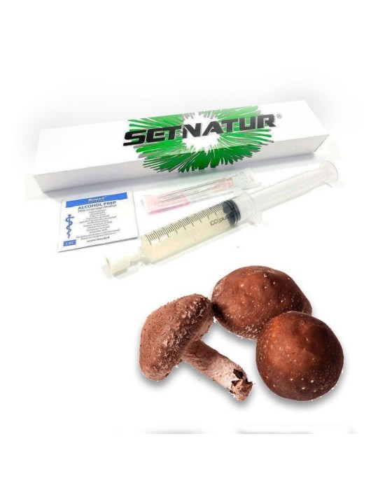 Seringue Mycélium Shiitake - Culture Facile & Garantie Seringue Mycélium Shiitake - Culture Facile & Garantie