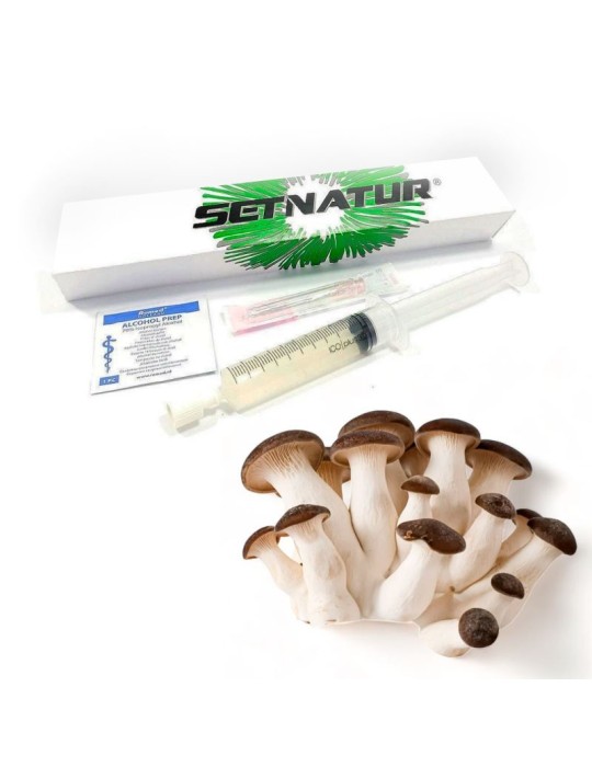 Seringue Mycélium Black Pearl P. eryngii - Cultivez... Seringue Mycélium Black Pearl P. eryngii - Cultivez...