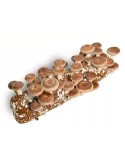 Kit Tronco Shiitake 1,6 kg - Cultivo Fácil y Sostenible